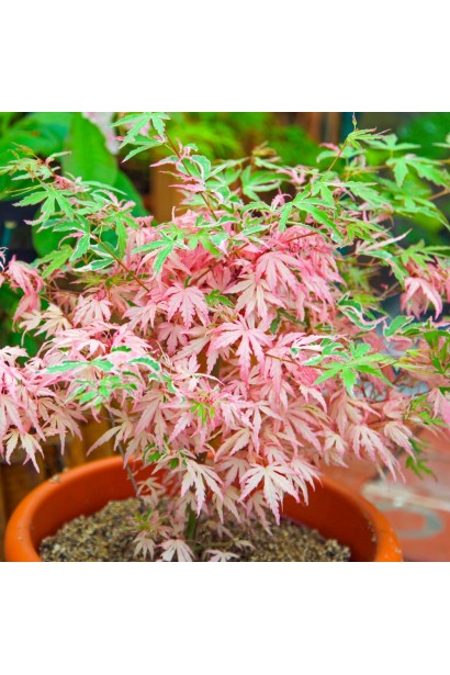 Клен Ліоші (Acer palmatum ’Iyoshi’)